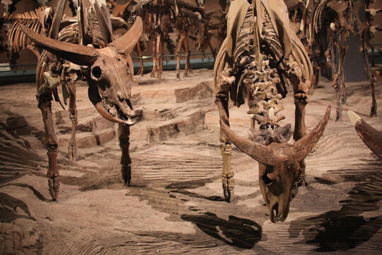 展廳 野牛 動物