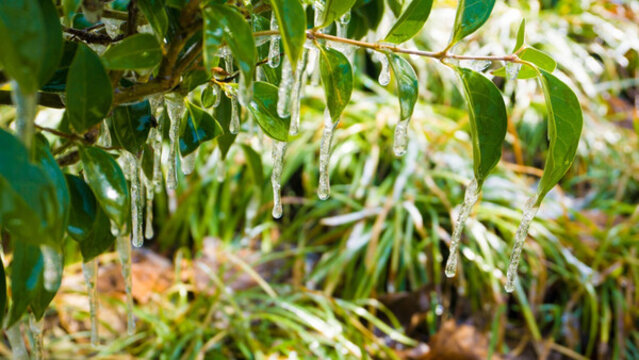結(jié)冰植物