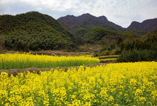 鄉(xiāng)村油菜花