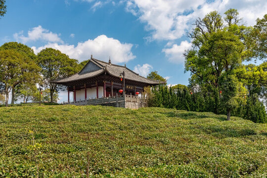 云南普洱茶園