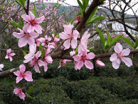 粉紅桃花