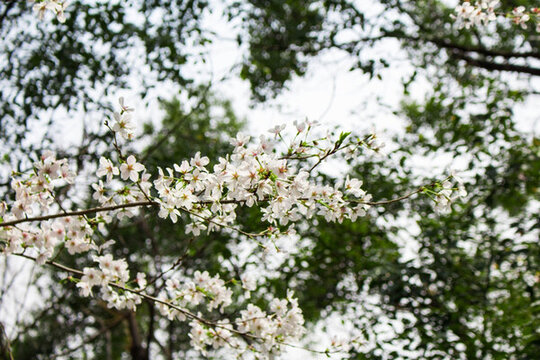 櫻花 夏天