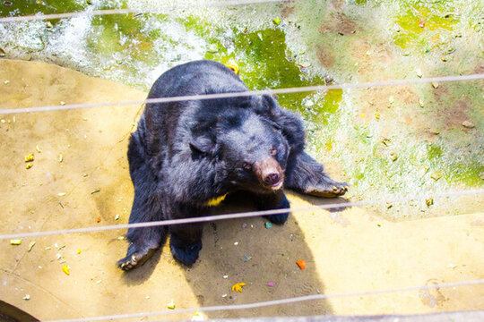 黑熊 狗熊 珍稀動物