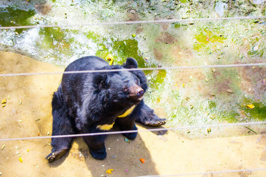 黑熊 狗熊 珍稀動物