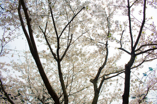 櫻花 夏天