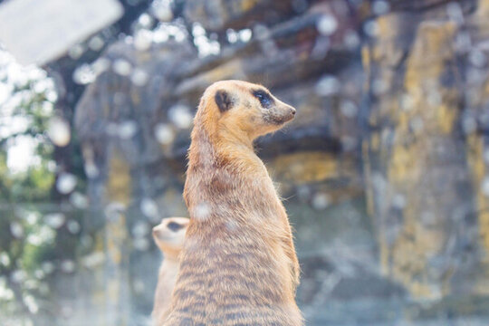 狐獴 蛇獴 黃鼠狼