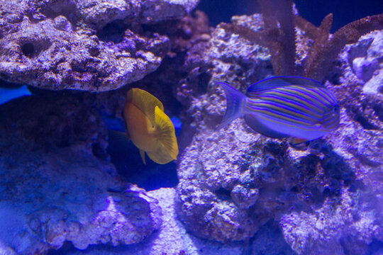 海底珍稀海洋生物