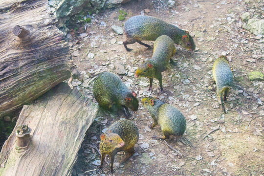 稀有動物 錢鼠