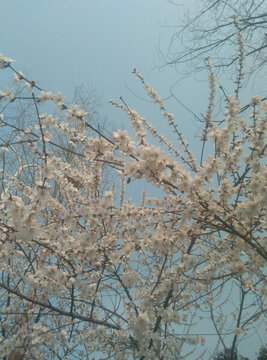 西安 春天 花卉 欣賞 踏春