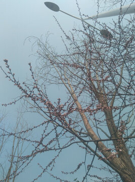 西安 春天 花卉 欣賞 踏春