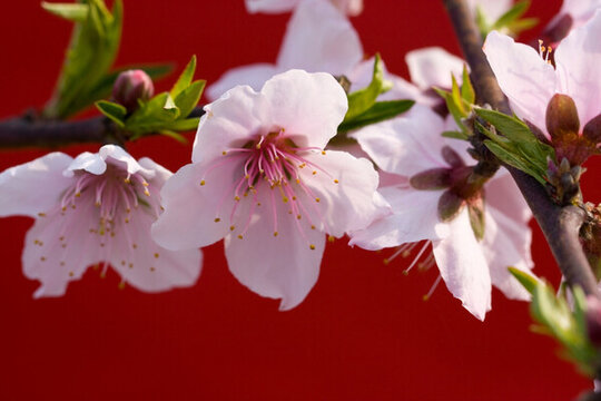桃花3
