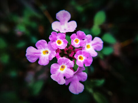 馬纓丹花