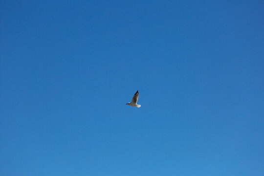 天空的鳥(niǎo)