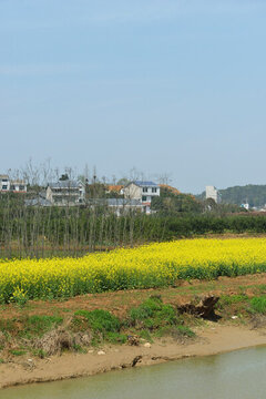 油菜花海 花海 油菜 菜地