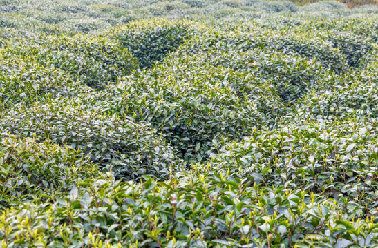 茶葉種植基地