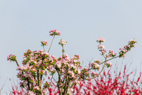 花卉