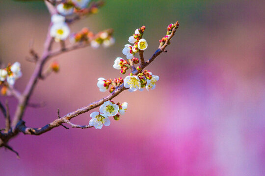 梅花