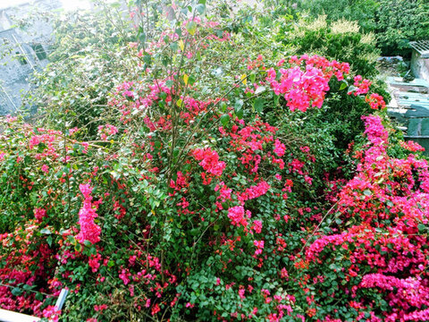 光葉子花