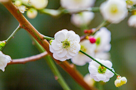 梅花