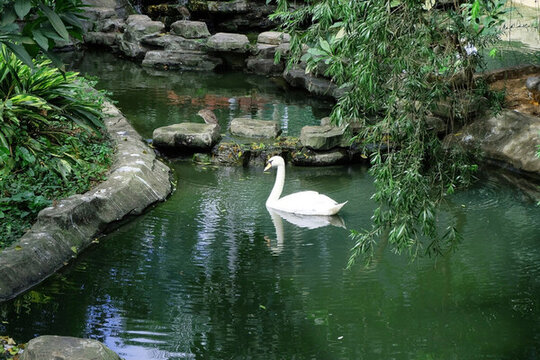 天鵝湖