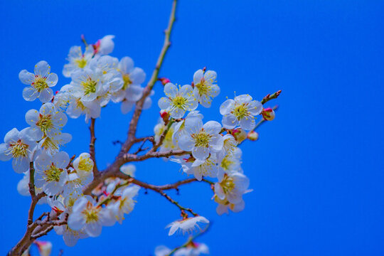 梅花