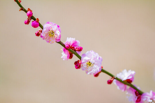 梅花