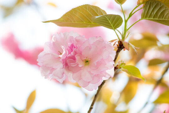 小公園簇花 097