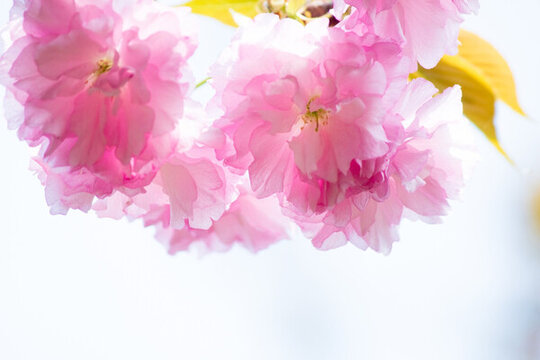 櫻花 櫻花背景