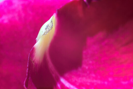 玫瑰花瓣紋
