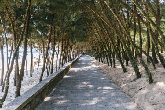 廈門海邊樹林步道