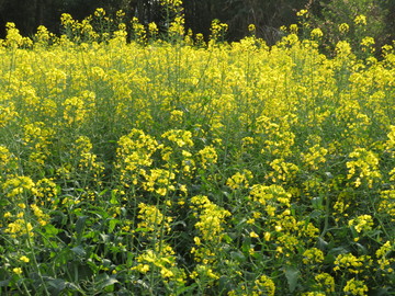 油菜花