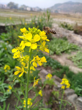 蜜蜂菜花