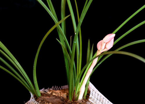 蘭花 蓮瓣蘭 粉荷