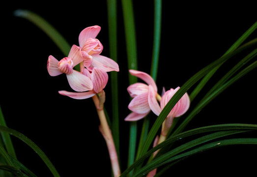 蘭花 蓮瓣蘭 粉荷