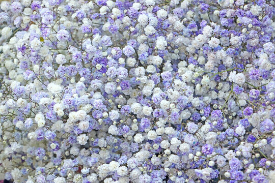 滿天星 紫色小花花墻