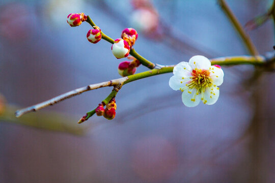 梅花