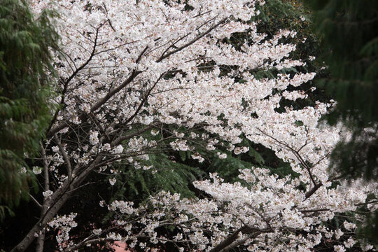 櫻花