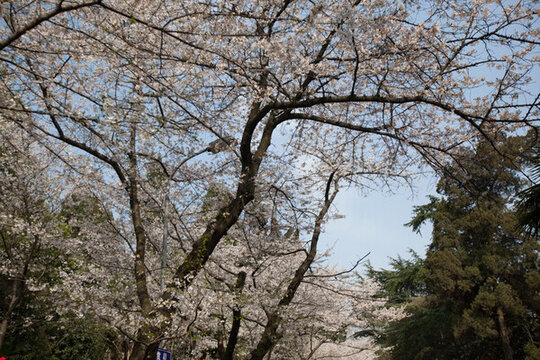 櫻花