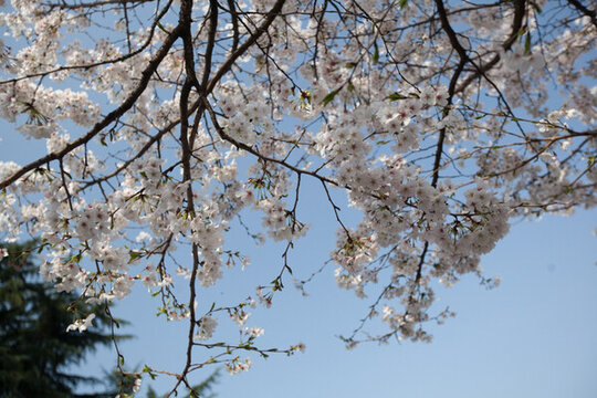 櫻花