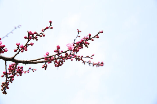 梅