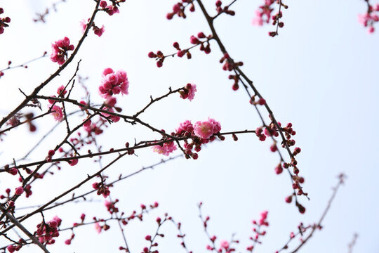 梅