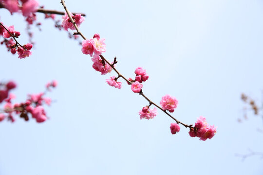 梅