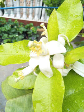清香柚子花