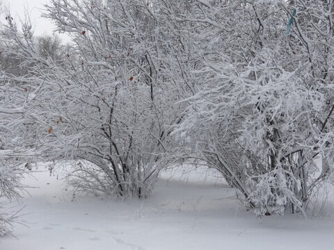 沈陽大雪公園樹掛