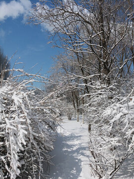 沈陽(yáng)大雪公園樹林