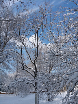 沈陽大雪樹木