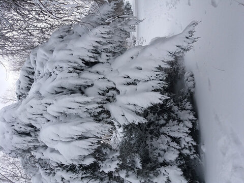 沈陽大雪雪后