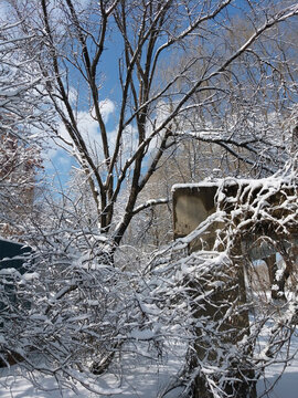 沈陽大雪雪后樹
