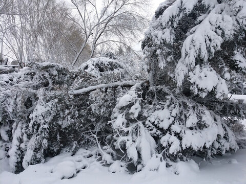 沈陽(yáng)大雪雪后樹林