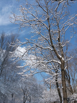 沈陽大雪雪后雪景